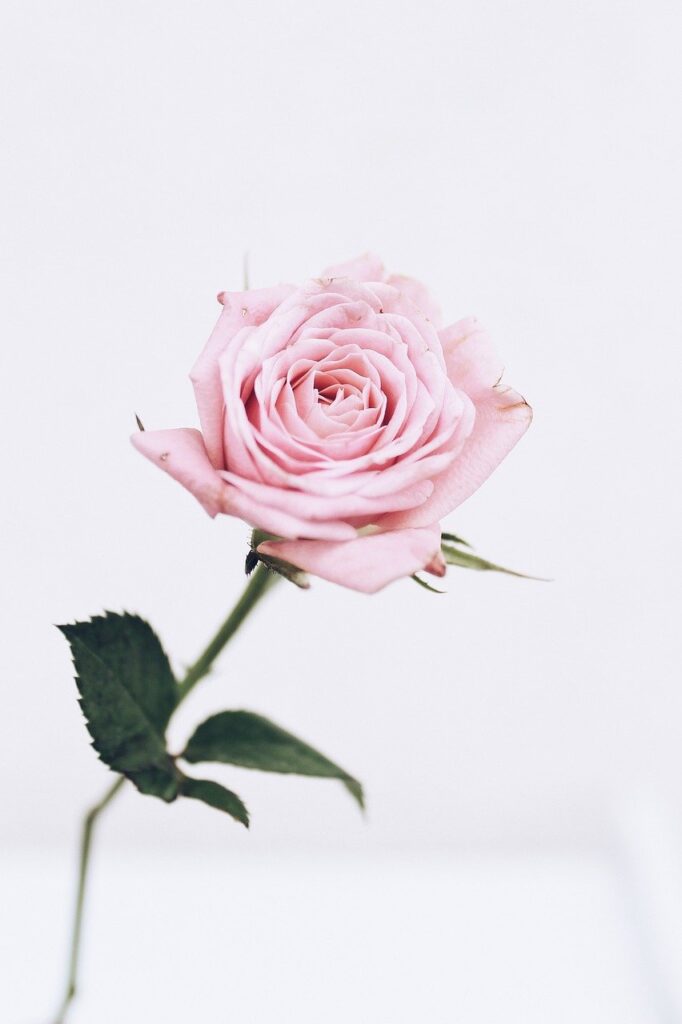 rose, pink, flower